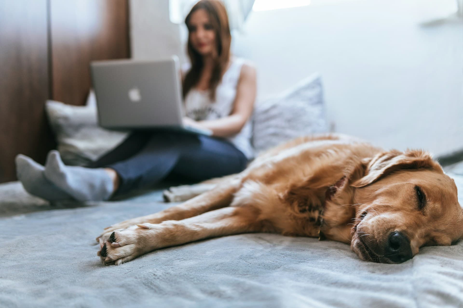 pet