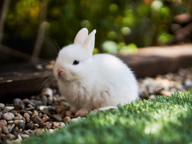 pet