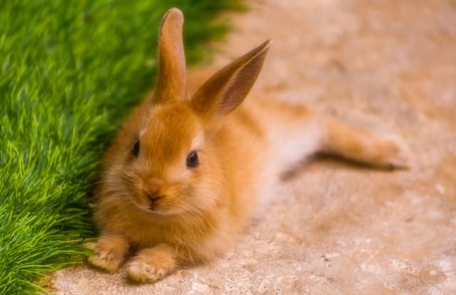 rabbit