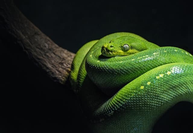 pet