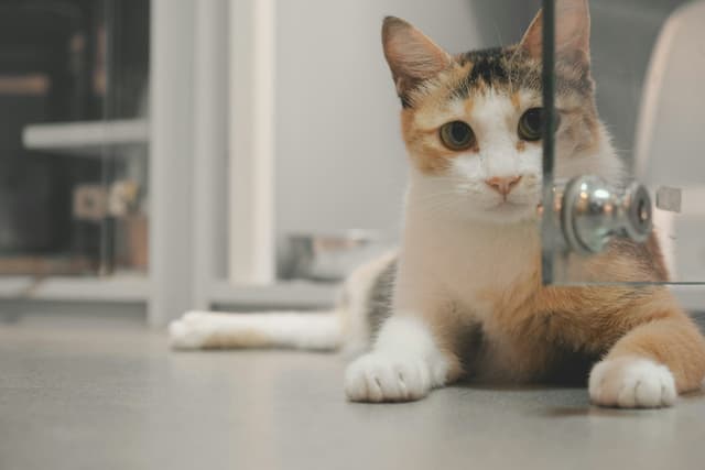 Adopt, Don’t Shop – Change a Life Today