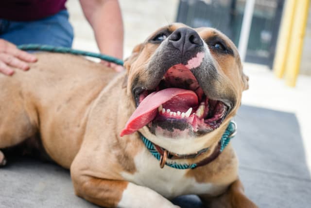 Luna’s Journey: From Stray to Star