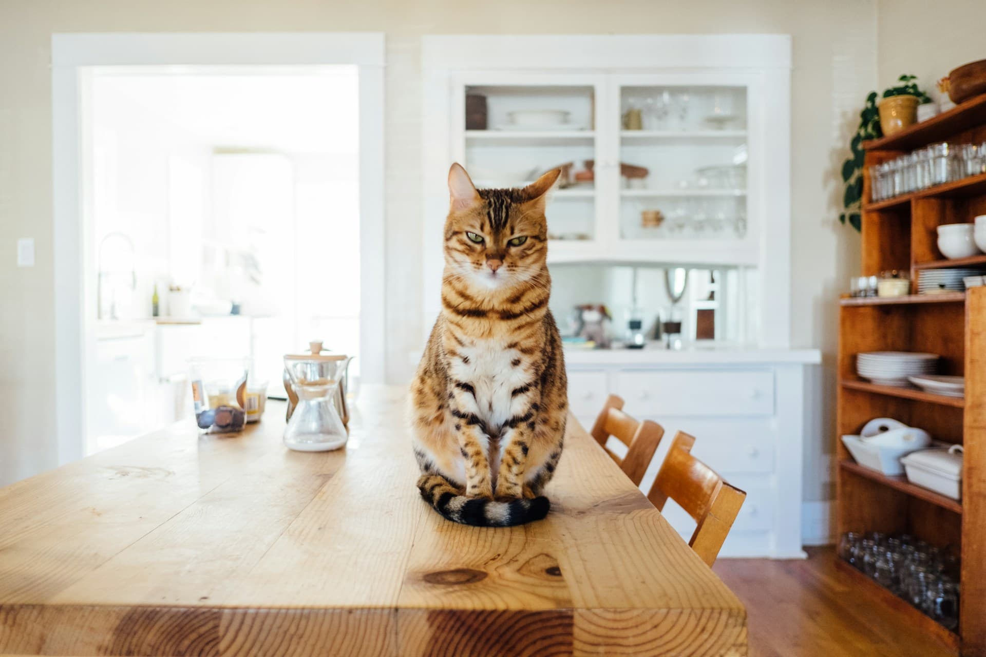  How to Volunteer at an Animal Shelter: What You Need to Know