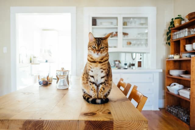  How to Volunteer at an Animal Shelter: What You Need to Know