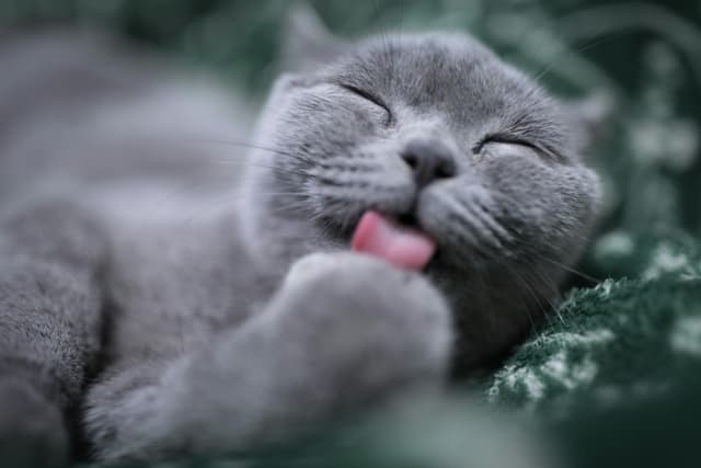 Why Shelter Pets Make the Best Companions