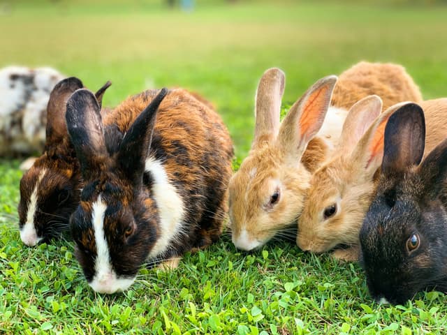 The Importance of Fostering: A Lifeline for Animals in Need