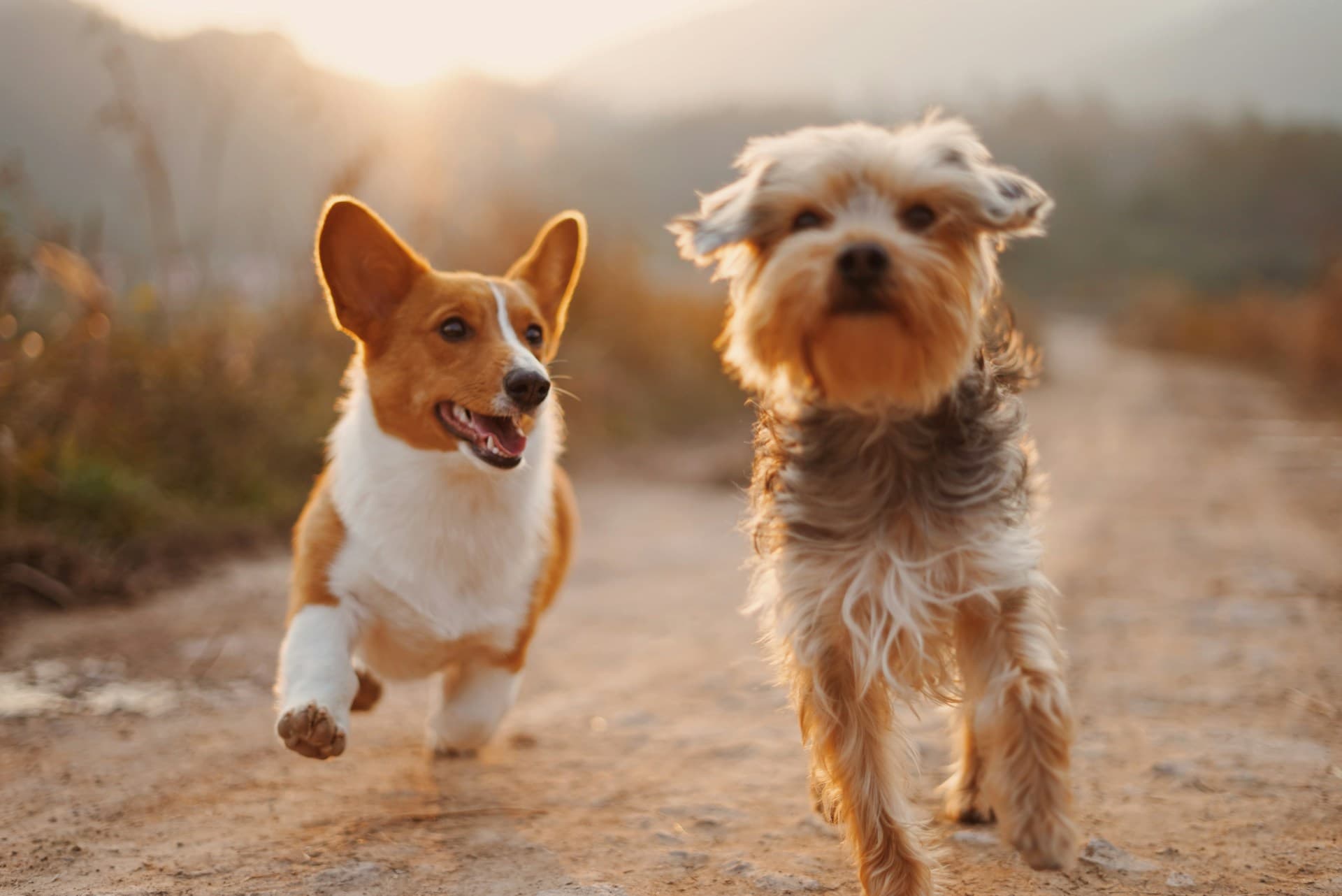 First-Time Pet Adopter? Here’s What You Should Know