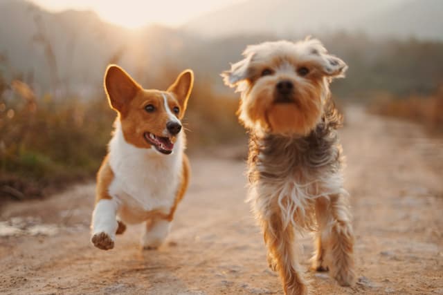 First-Time Pet Adopter? Here’s What You Should Know