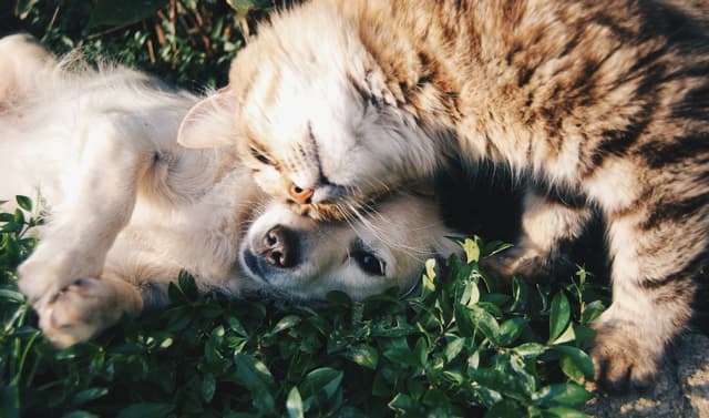 A Day in the Life: Behind the Scenes at Our Shelter