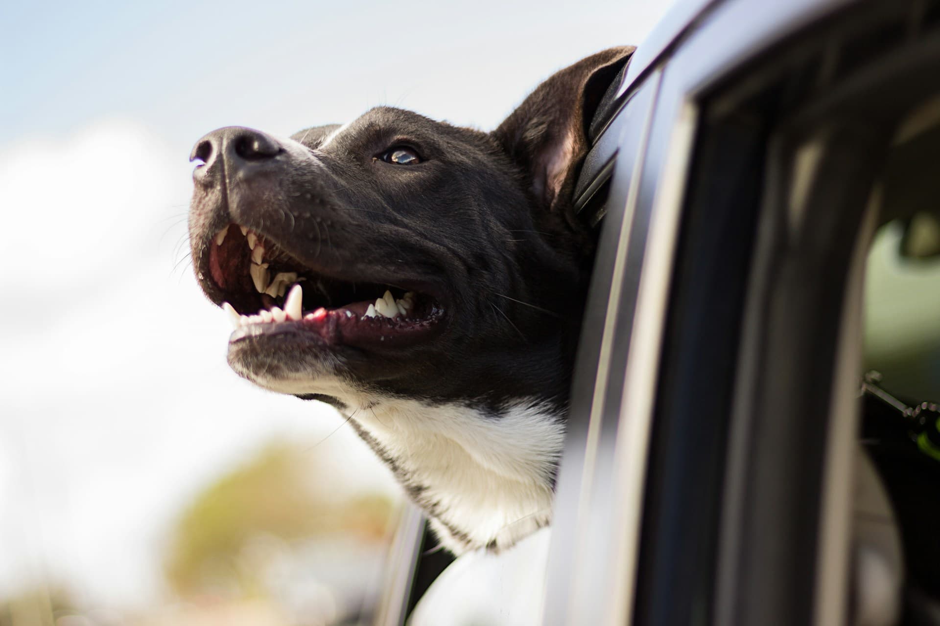 Senior Dog, New Life: Benny Finds a Home at 12 Years Old