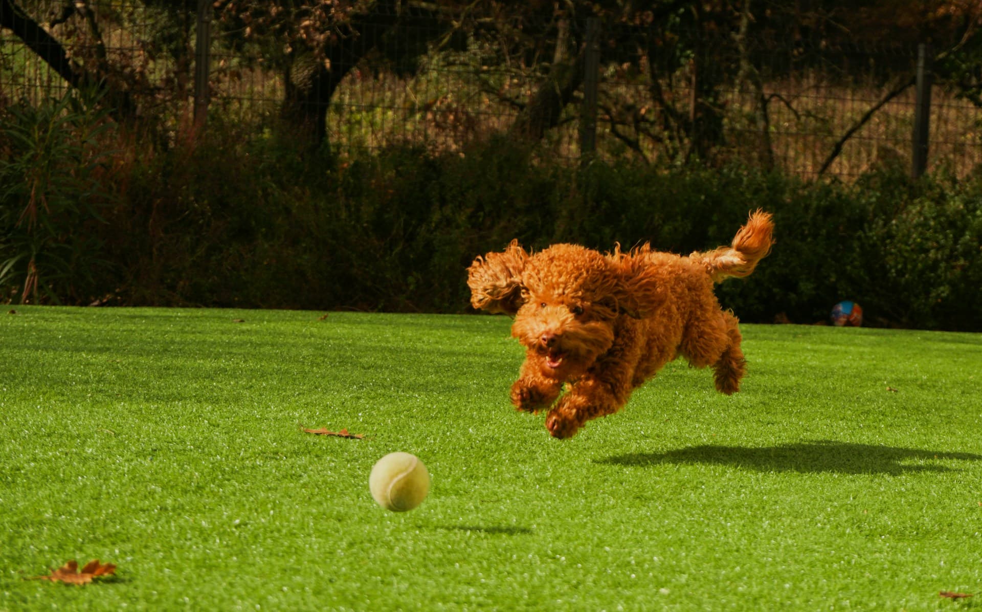 Fostering Puppies: A Life-Saving Choice You Can Make