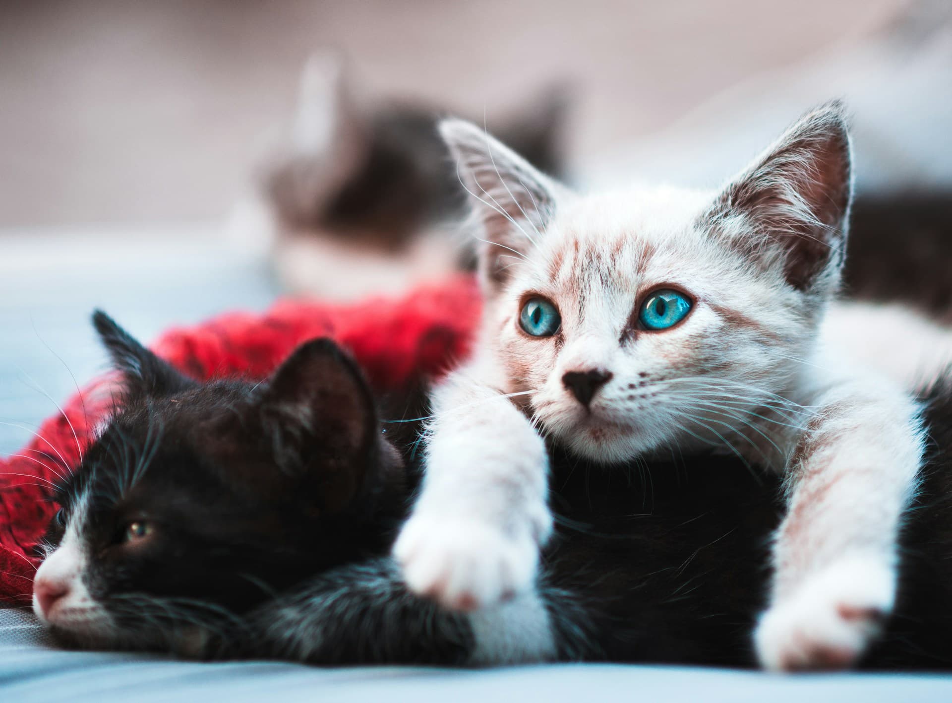 Teaching Compassion: Introducing Kids to Pet Adoption